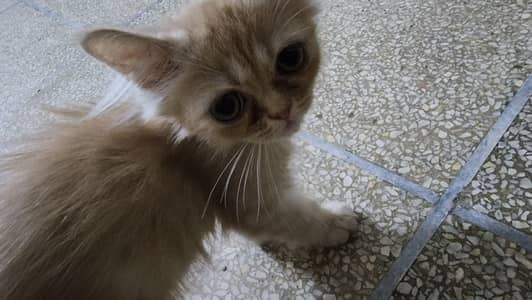 Persian male kitten