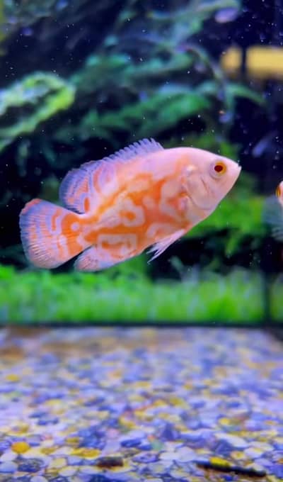 Fish and aquarium munseeb price 03268301979