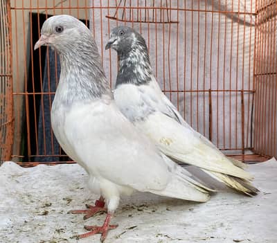 Saleety bredr pair avil