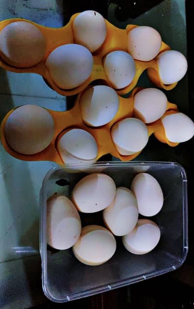 Aseel Heera White Eggs