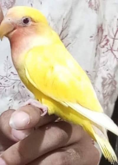 lotino love birds