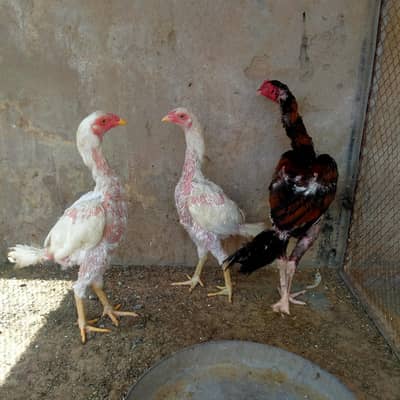 3 Aseel for sale