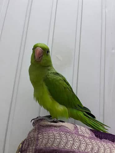 Ringneck male chick for sale hand tame very friendly