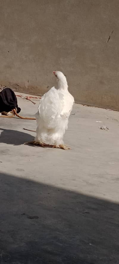 white buff female healthy and active