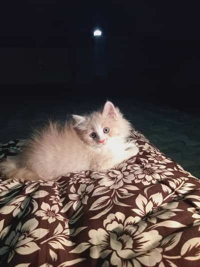 Persian kitten for sale