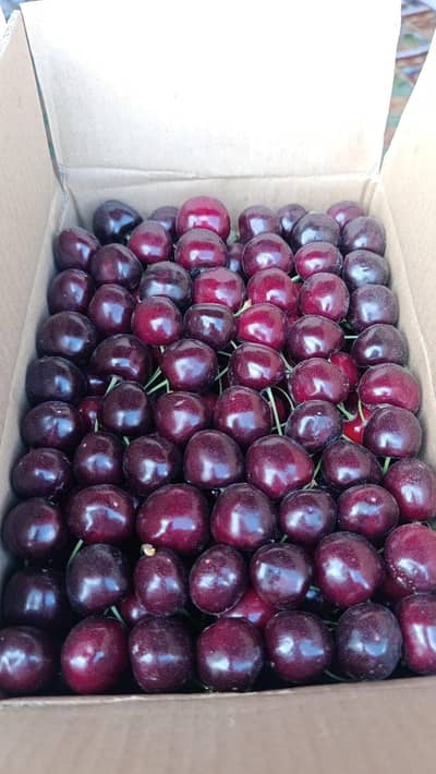 Black farancies Fresh Cherry for Sale – Home