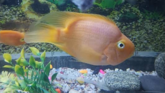 parrot fish