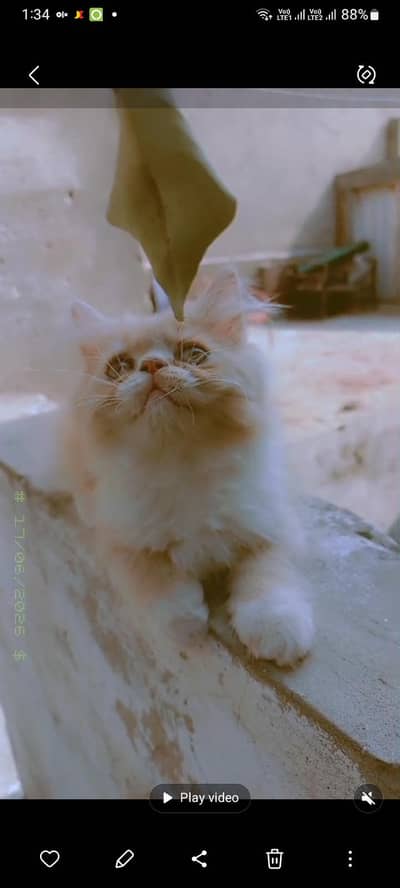 piki face kitten for sale