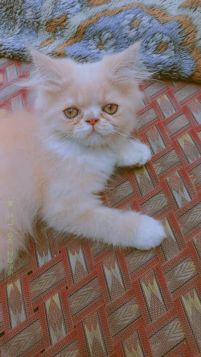 Persian kitten for sale
