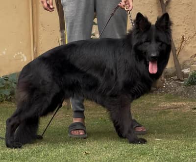 Black German Shepherd For STUD