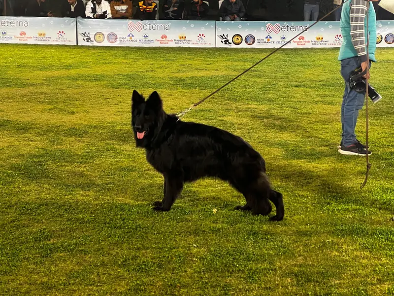 Black German Shepherd For STUD — photo 2