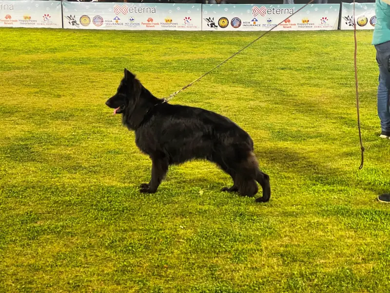 Black German Shepherd For STUD — photo 3