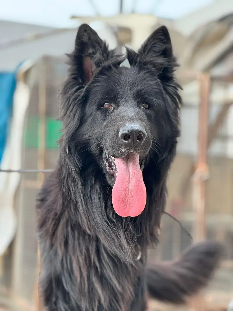 Black German Shepherd For STUD — photo 4