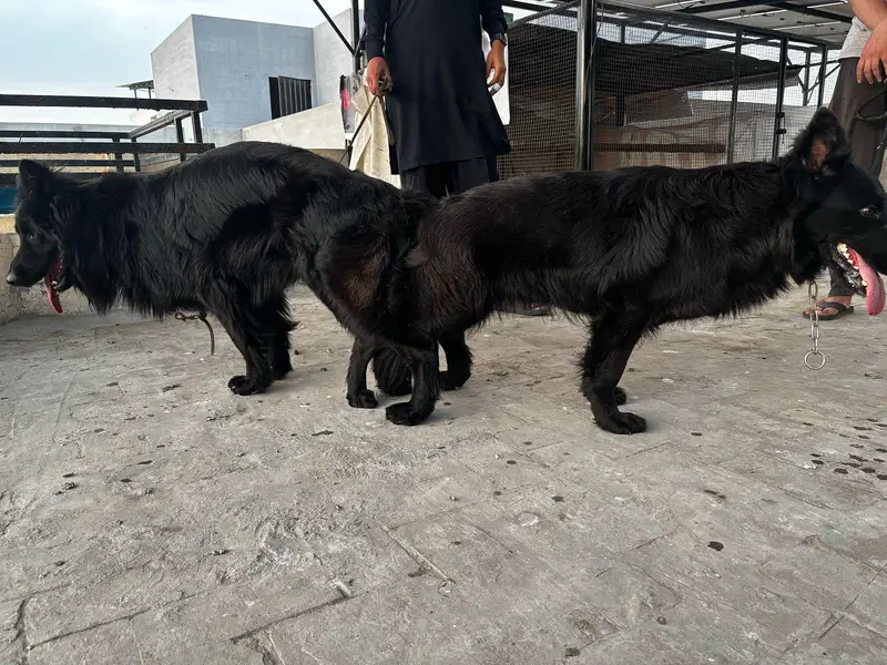 Black German Shepherd For STUD — photo 5