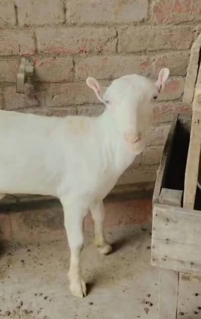 Gulabi teda white eyes pointed ear