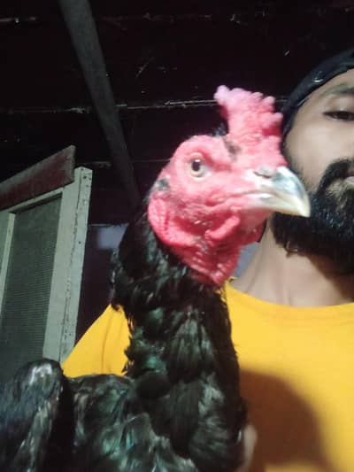 black aseel