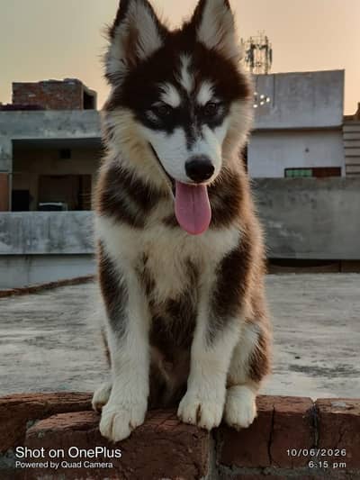 husky dog with pure blood line