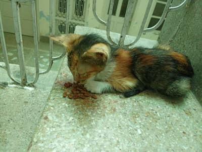 i found thai kitten do someone want to adopt it