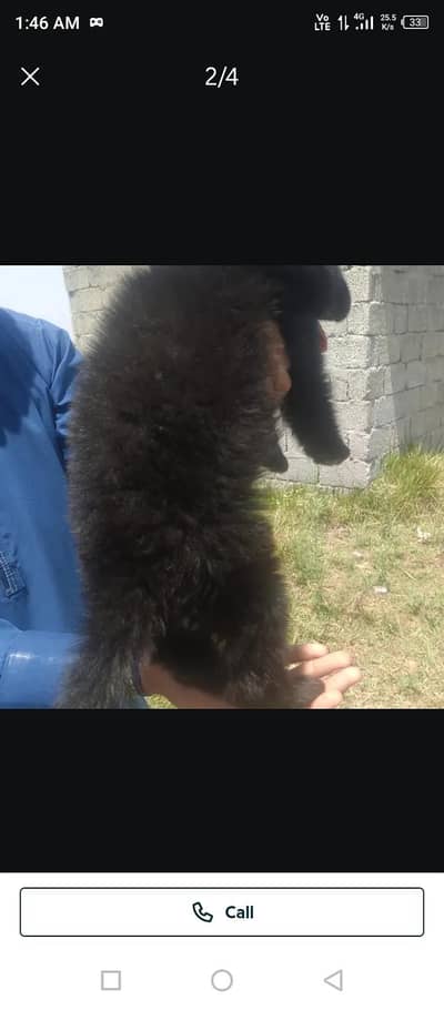 long coat derwarmoing ok 1. vaccine ok