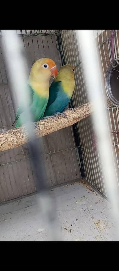 lovebird quality peices