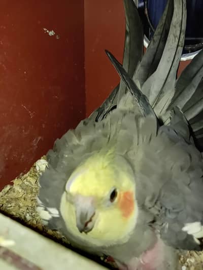 cocktail breeder pair