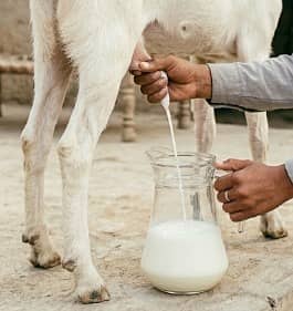 Ghar Ka Taza Aur Khaalis Bakri Ka Doodh (Daily Half KG Available)