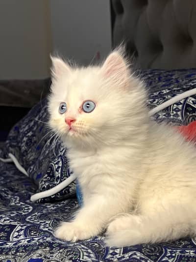caligo pikki kittens Available for sale Healthy Persian Cats for Sale