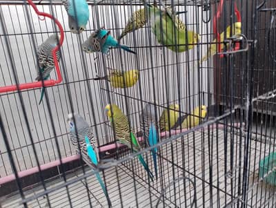 Australian budgies