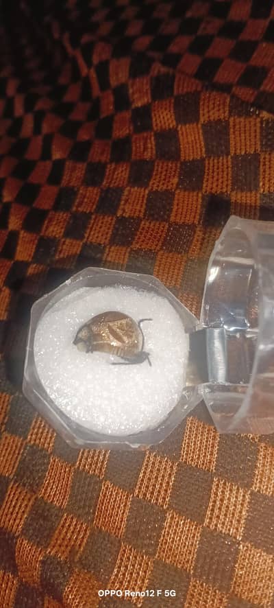 for sell A Ring of original Gold 