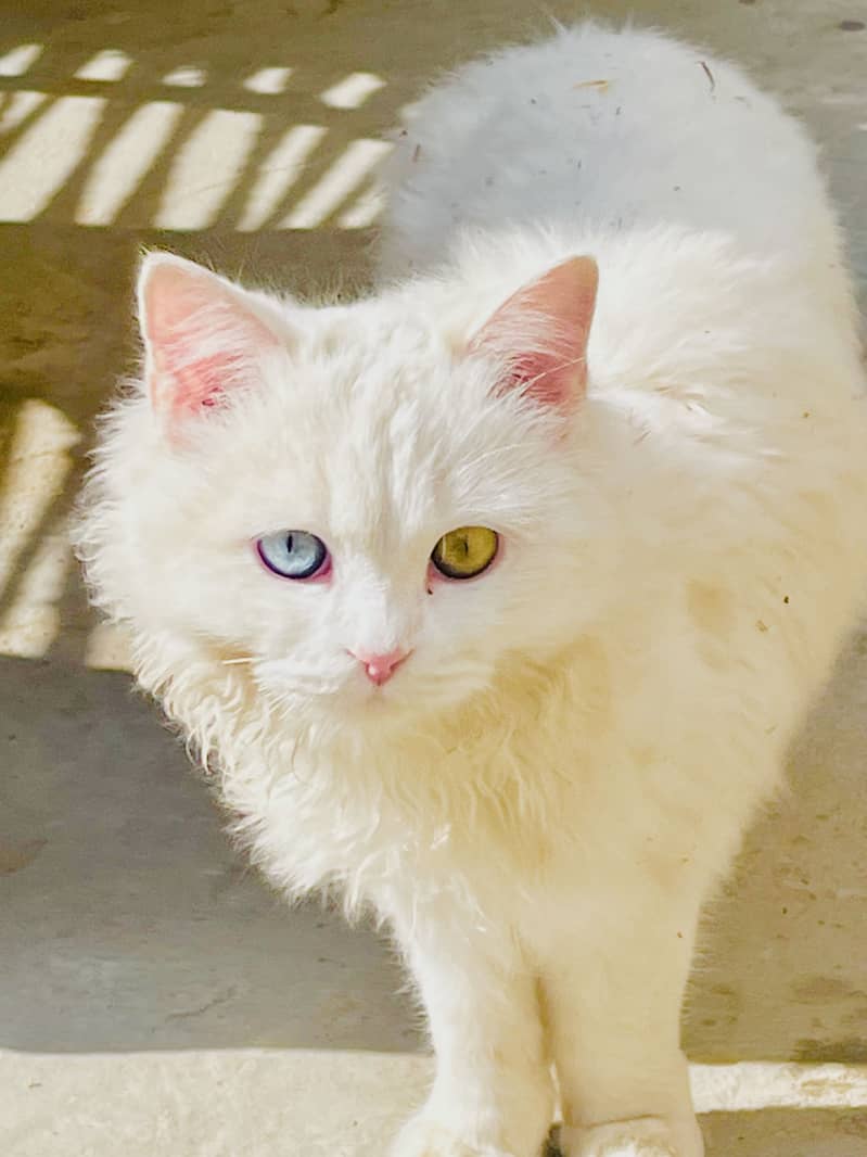 White colour 0