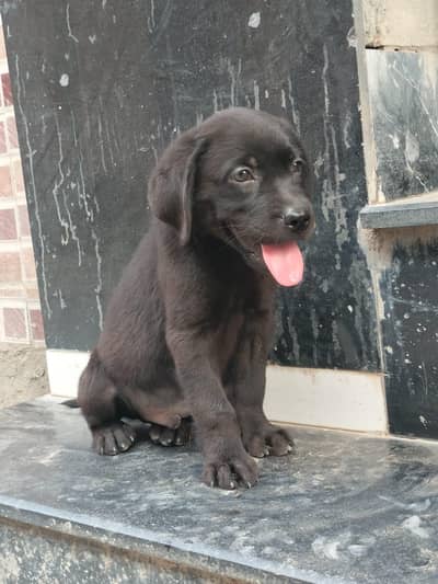Pure Labra Puppy for Sale