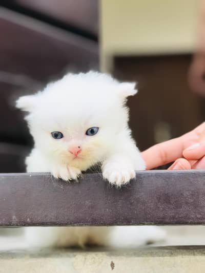 Pure white kitten available for sale