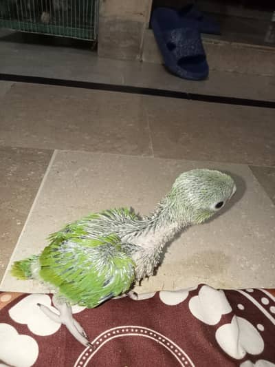 Ringneck chick for sale