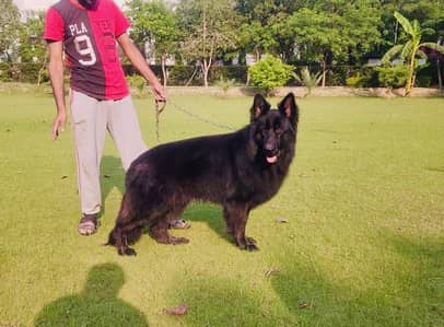 Pink Pedigree German Shepherd