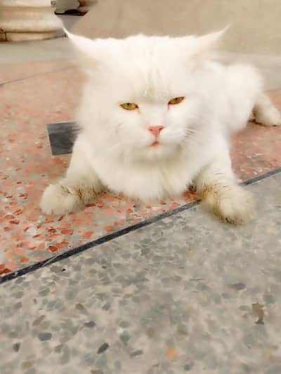 Persian male cat