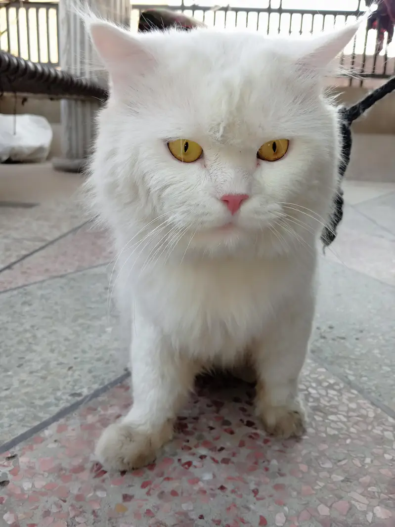 URGENT SALE Persian male cat — photo 2