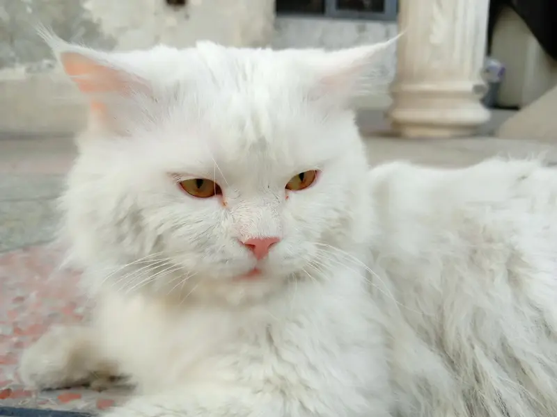 URGENT SALE Persian male cat — photo 3