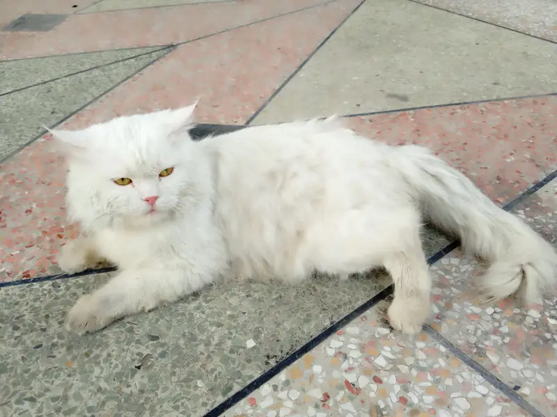 URGENT SALE Persian male cat — photo 4