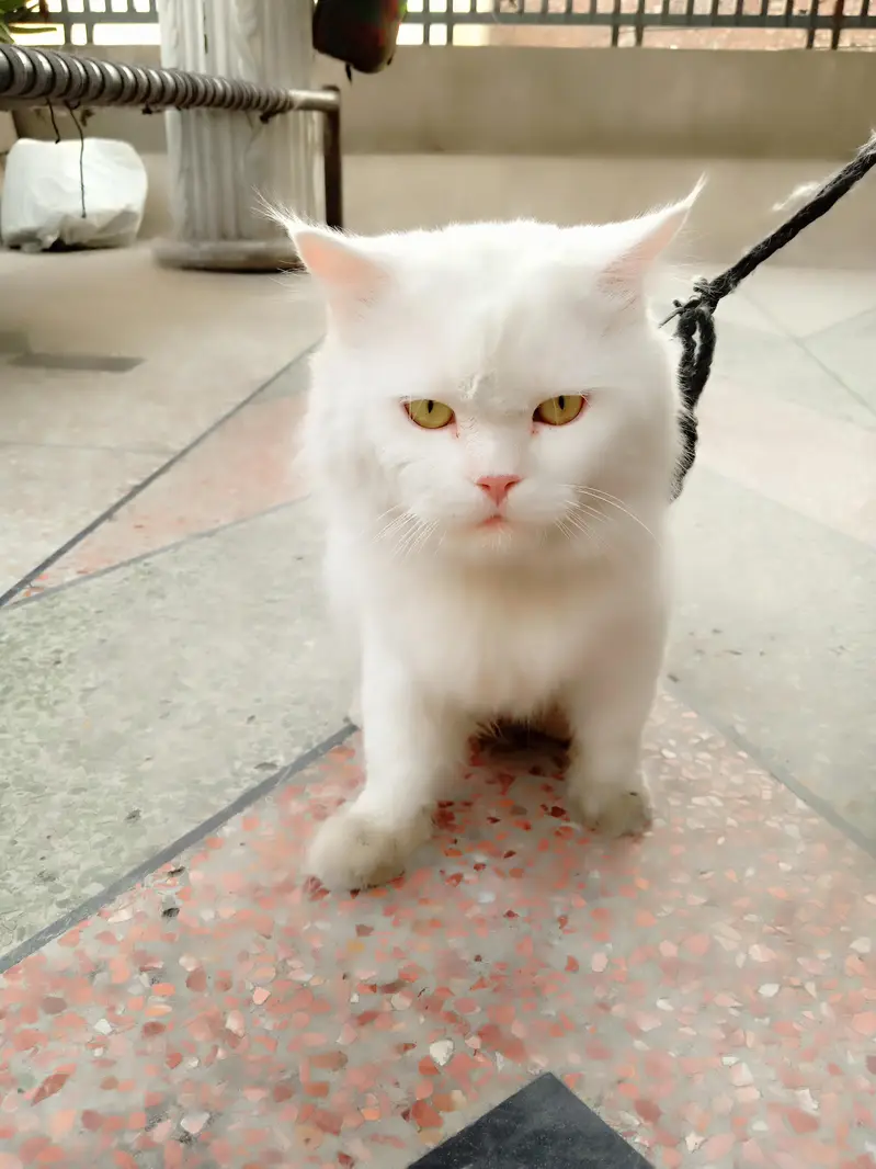 URGENT SALE Persian male cat — photo 5