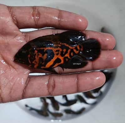 tiger oscar fish