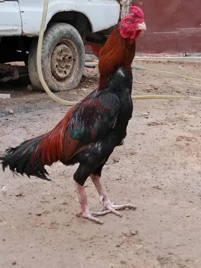Aseel birds