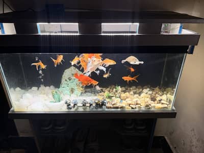 Fish with Aquarium