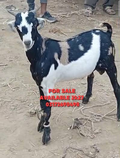 Bakra For Sale Age 8 Months
