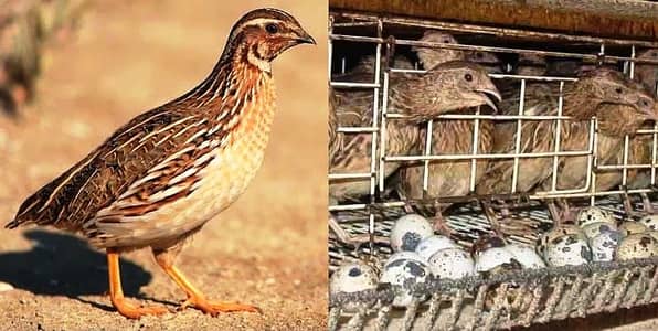 Quail (Batair)