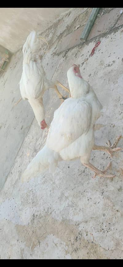 qandari heera
