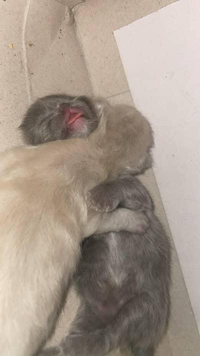 Persian kittens