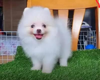 Pomeranian puppies for sale 2 month age Whatsapp no 03291198929