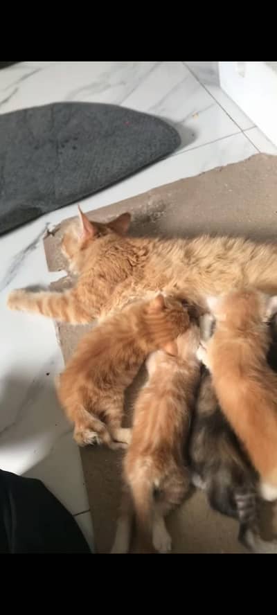 mother cat and 5 kittens