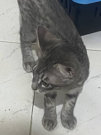 Australian breed brown and grey coloured kittens in pair fully trained