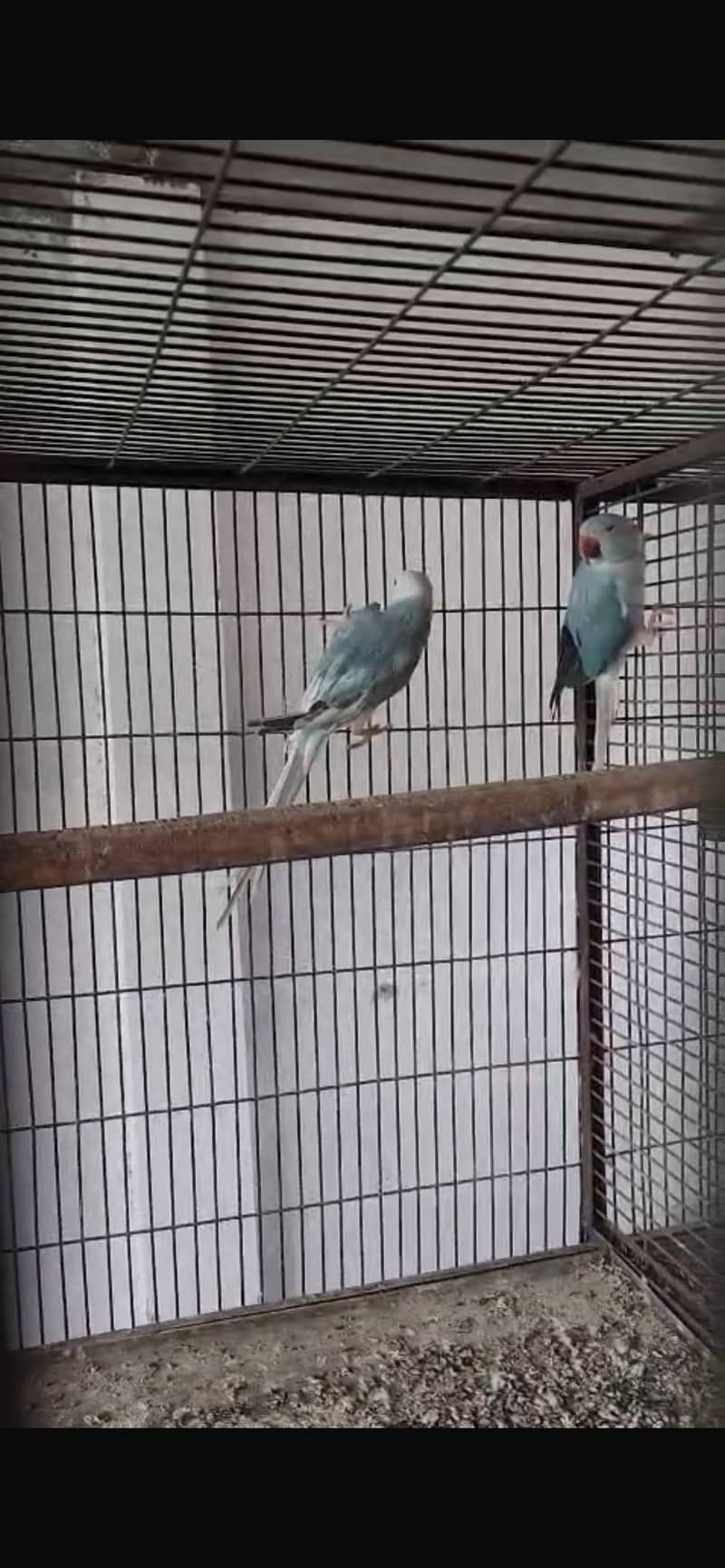 BLUE CT PAIR 0